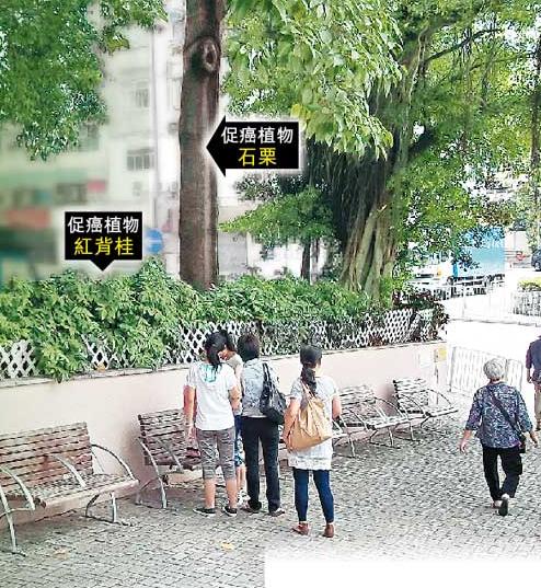 香港随街栽种致癌植物，市民人心惶惶