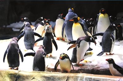 2012香港海洋公园圣诞缤纷乐不停