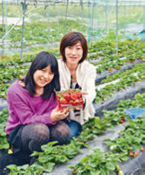 香港冬季旅游推荐：香港农庄摘草莓