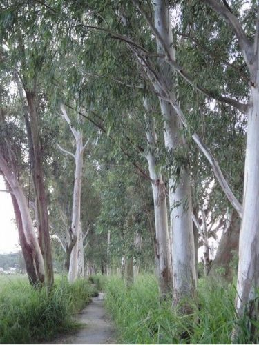 香港南生围，候鸟的落脚地