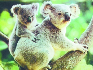 香港与南澳大利亚州达协议 8树熊将落户海洋公园