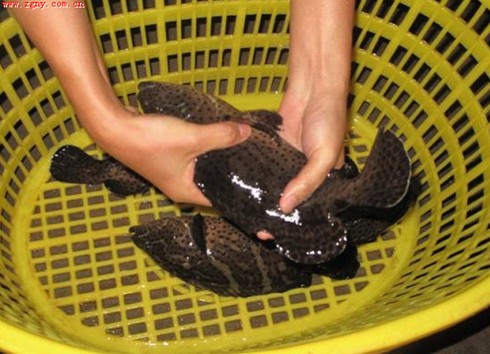 香港铜锣湾一饭店违规被处停业两周