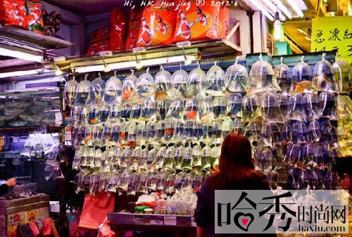 香港著名特色购物区金鱼街 琳琅满目的金鱼让人眼花缭乱