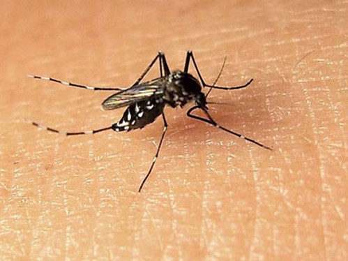 香港登革热个例再现 外地旅行需注意安全