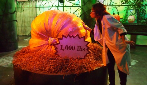 海洋公园“哈啰喂全日祭”现1000磅南瓜怪杰