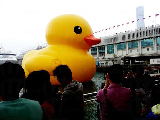 香港自由行攻略：比RUBBER DUCK（大黄鸭）大 高18米「RUBBER鸡」访维港