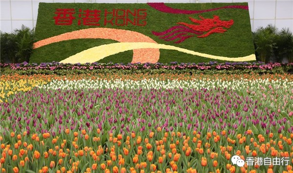 香港旅行：HK花卉展览已正式开展啦 实拍多图分享