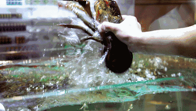 吃货福音！以后可以坐游艇游港澳啦！沿途海鲜吃到饱！