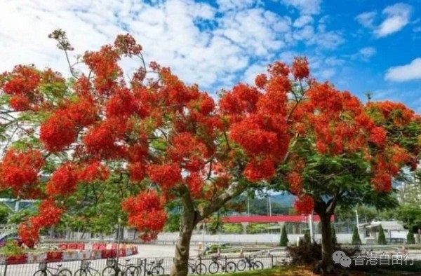 香港旅行：凤凰木蓝花楹齐盛放！HK这条赏花风景线一定要Mark下来！