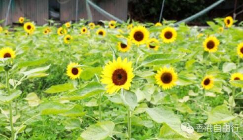 赏花不用去日本，在香港就可以了！