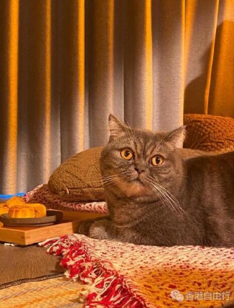 香港美食推介：「猫季酒店」 今年首次推出限量流心奶黄月饼