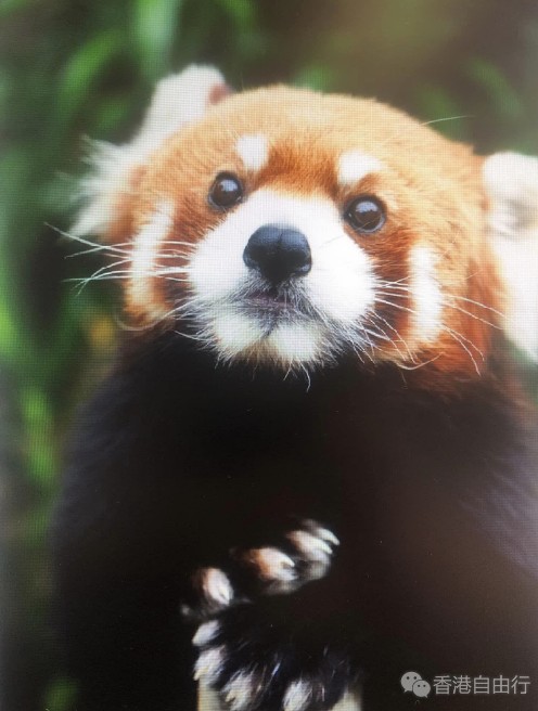 海洋公园3小熊猫延期居港　拟再添新成员