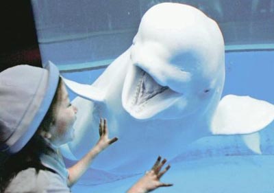 香港海洋公园弃引入野生白鲸