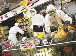 西贡街头现麻雀尸体 增城2千余只鸡病死