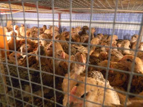 香港或13日恢复活鸡供应