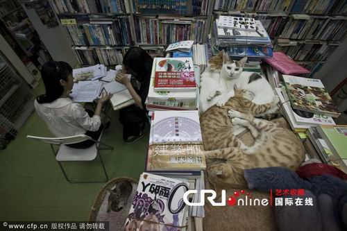 香港喵星人书店：吸引大批爱猫人士拜访