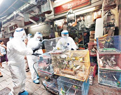 香港雀仔街现禽流感封闭21天 千只雀鸟全部销毁