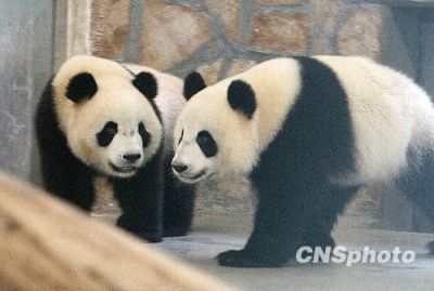 大熊猫“开开”“心心”在澳门欢度四岁生日 