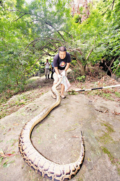 香港1日内发现5次蛇的踪迹 巨蟒尿袭警被擒