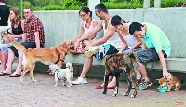 香港首次发现新型狗寄生虫可由蚊虫传播人类
