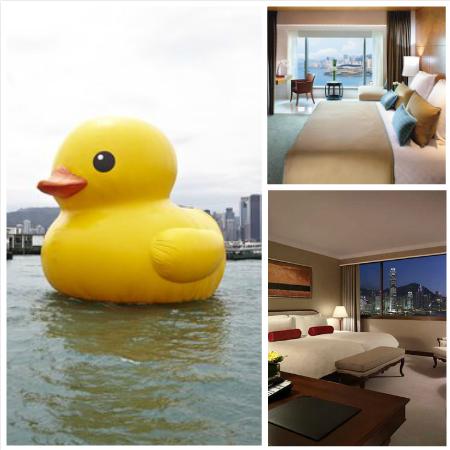 香港旅游无敌“巨鸭”景酒店推荐