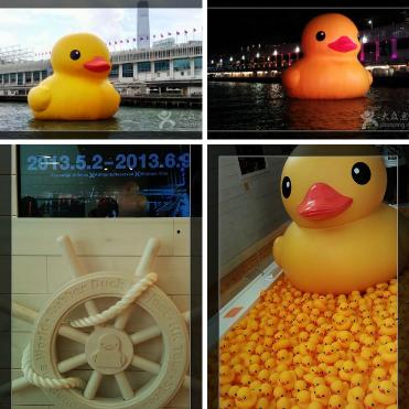 香港旅游随拍：维港橡皮鸭之旅 白天黑夜中的大黄鸭