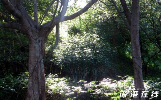 香港牛尾海半岛最新景点图片欣赏