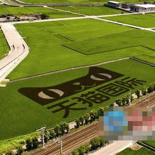 花莲种“天猫稻田” 欲抢大陆“双十一”商机