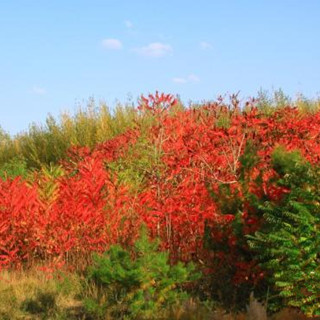 香港大棠红叶惹人醉 民众戏言场面热闹“好似闹市”