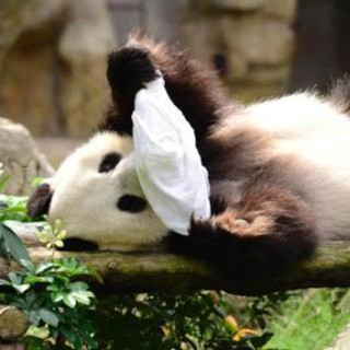 居港大熊猫“港漂”生活：懂三语、会憋气、喜香氛 