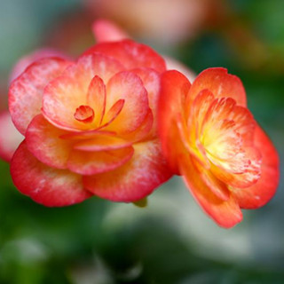 香港公园下月展秋海棠