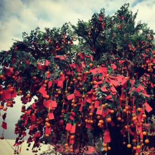 香港旅行：到HK过年，可不能错过最具本土特色的林村许愿节啦！