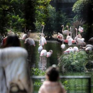 图集|走进鸟语花香的香港九龙公园