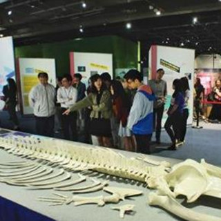 香港城市大学办全港首个鲸豚展 提升市民保育意识