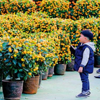 香港维园年宵市场昨日开锣！
