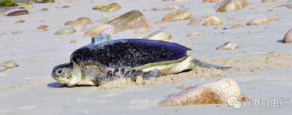 南丫岛深湾设禁区至10月底 保护绿海龟产卵