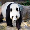 迎接新成员/旅游业建言吸客：打造大熊猫网红
