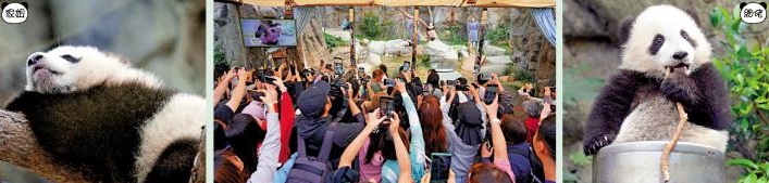 姐家佬细登场 观众大赞可爱