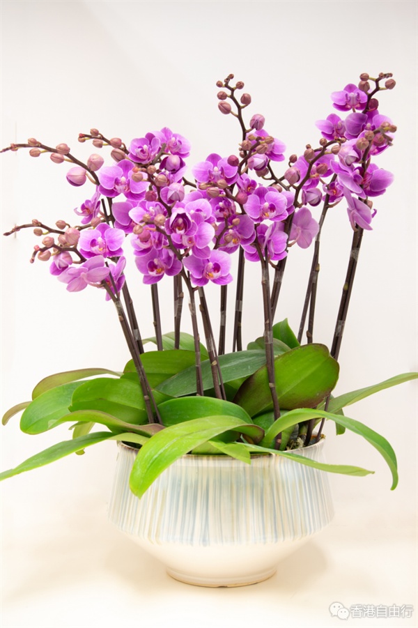 农历新年│渔护署吁勿非法携带或网购兰花等濒危物种入境