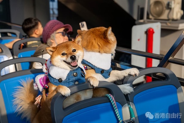 城巴推出全港首创常规宠物开篷巴士团 致力推动「宠物友善」社会 城巴推出全港首创常规宠物开篷巴士团 致力推动「宠物友善」社会