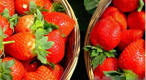 有机蔬果自摘园：元朗采草莓