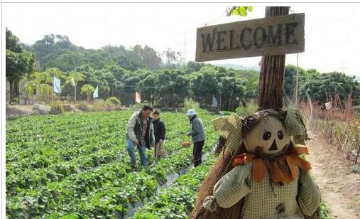 有机蔬果自摘园：元朗采草莓